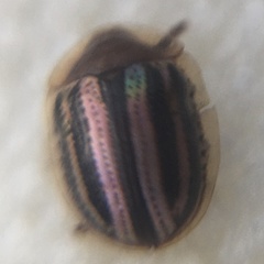 Agroiconota bivittata