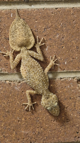 Phyllurus platurus, 2026-10-21