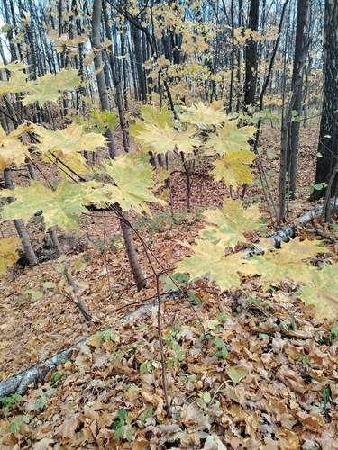Norway maple photograph by the iNaturalist community