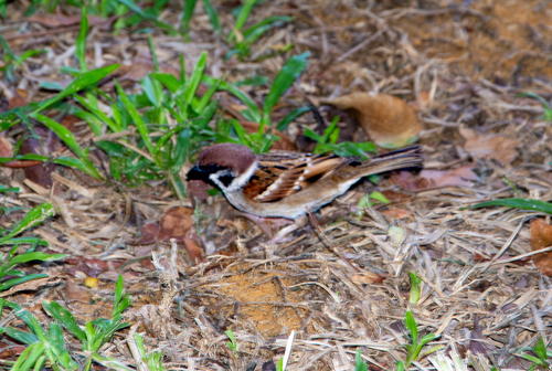 Eurasian Tree Sparrow photograph by the iNaturalist community