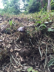Fungi
