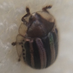 Agroiconota bivittata