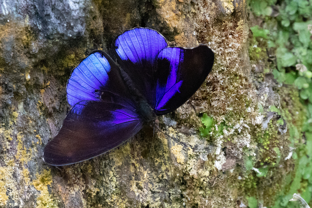 Araucana Purplewing