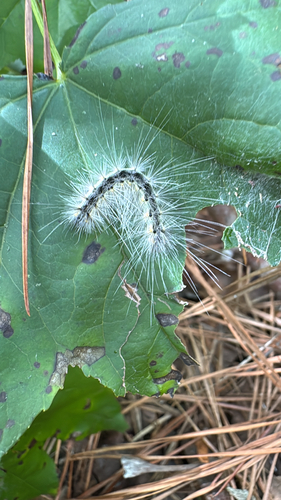 Fall Webworm Moth photograph by the iNaturalist community