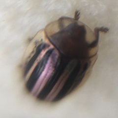 Agroiconota bivittata