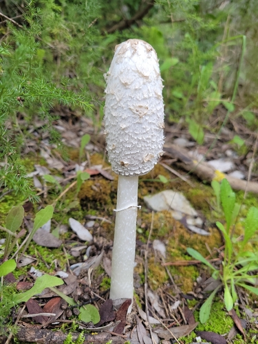 Shaggy Mane photograph by the iNaturalist community