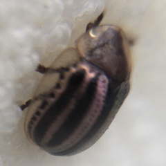 Agroiconota bivittata