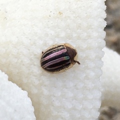 Agroiconota bivittata