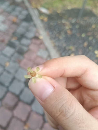 Swietenia macrophylla observed 2026-10-24