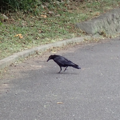Carrion Crow photograph by the iNaturalist community