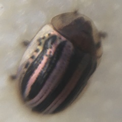Agroiconota bivittata