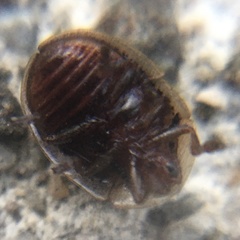 Agroiconota bivittata