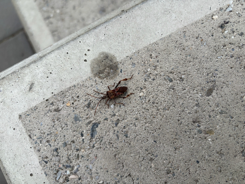 Western Conifer Seed Bug photograph by the iNaturalist community