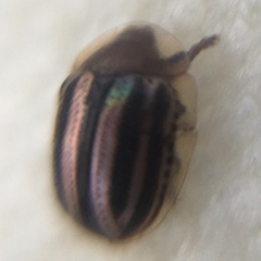 Agroiconota bivittata