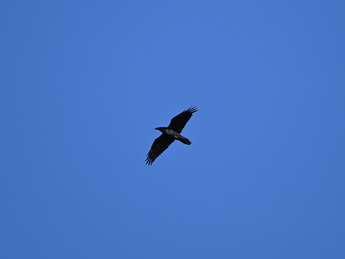 Common Raven photograph by the iNaturalist community
