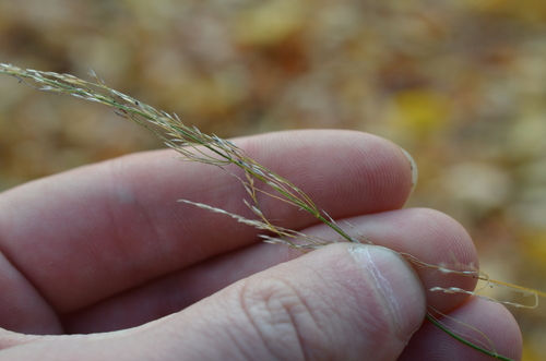 Poa nemoralis observed 2026-10-15