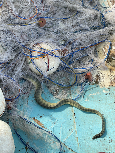 Hydrophis schistosus observed 2026-10-17