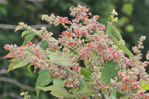 Colona serratifolia observed 2026-09-06