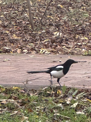 Eurasian Magpie photograph by the iNaturalist community