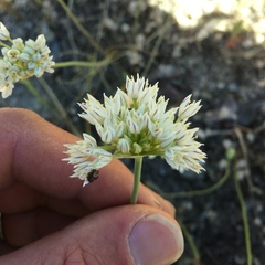 Allium lacunosum
