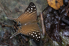 Marpesia merops