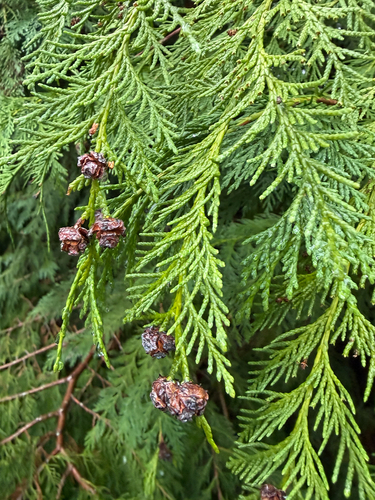 Chamaecyparis lawsoniana observed 2026-10-24