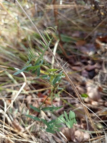 Vicia cracca observed 2026-10-24
