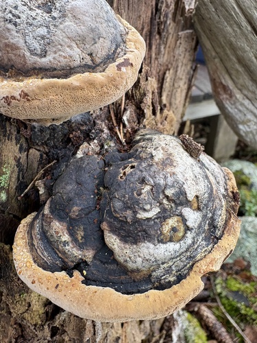 Phellinus igniarius, 2026-10-24