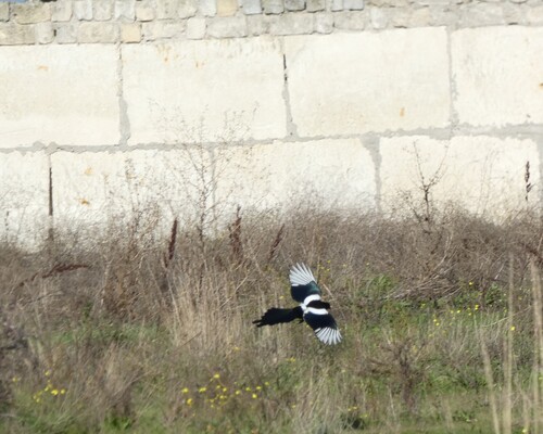 Eurasian Magpie photograph by the iNaturalist community