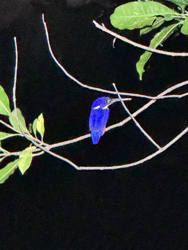 Ceyx azureus observed 2026-10-24