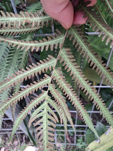 Amblovenatum opulentum observed 2026-10-21