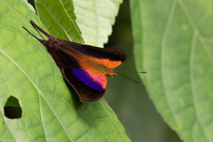 Marpesia furcula