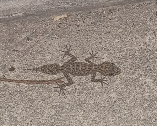 Phyllurus platurus, 2026-10-24