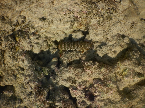 Gonodactylus chiragra observed 2026-10-13
