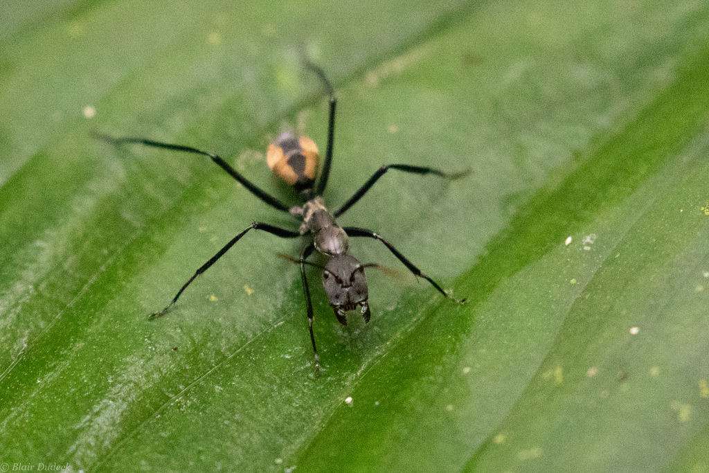 Camponotus banghaasi