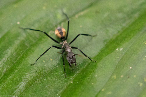 Camponotus banghaasi