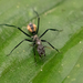 Camponotus banghaasi - Photo (c) Blair Dudeck, vissa rättigheter förbehållna (CC BY), uppladdad av Blair Dudeck