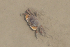 Cyrtograpsus angulatus