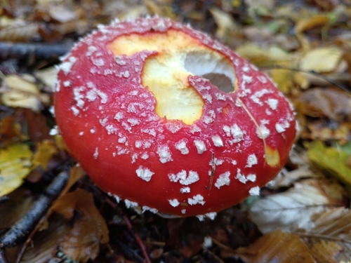 Fly Agaric photograph by the iNaturalist community
