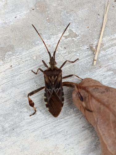 Western Conifer Seed Bug photograph by the iNaturalist community