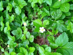 Fragaria vesca americana