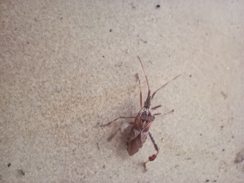 Western Conifer Seed Bug photograph by the iNaturalist community