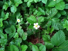 Fragaria vesca americana
