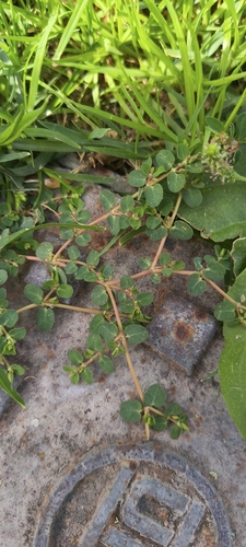 Euphorbia serpens observed 2026-10-24