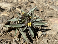 Orochaenactis thysanocarpha