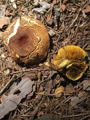 Phylloporus leucomycelinus