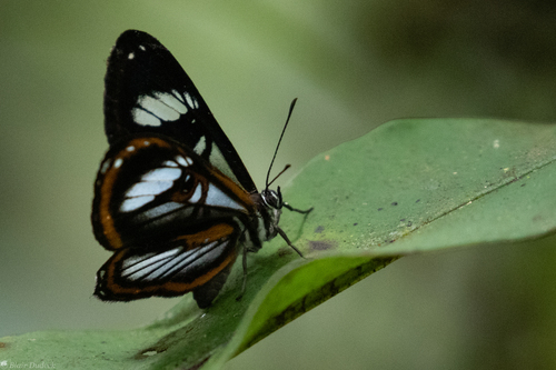 Teratophthalma