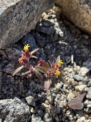 Orochaenactis thysanocarpha