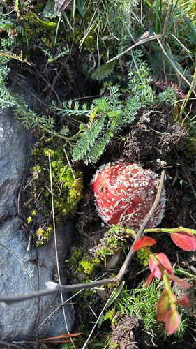 Fly Agaric photograph by the iNaturalist community