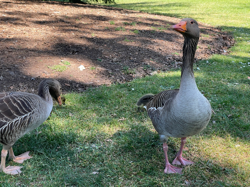 Greylag Goose photograph by the iNaturalist community